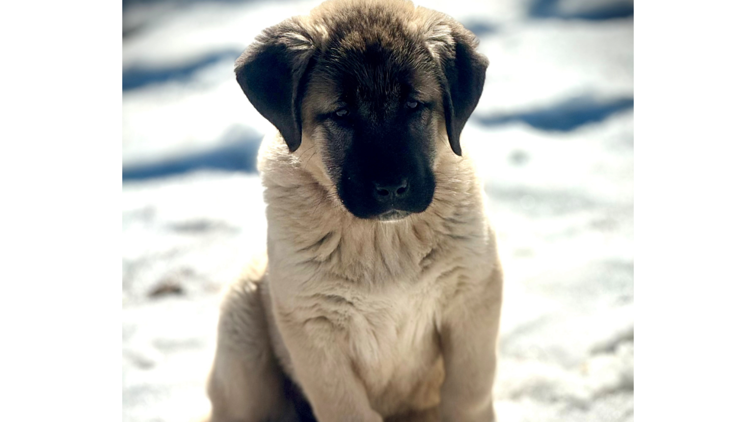 Same Day Vet Service in Clemson, SC