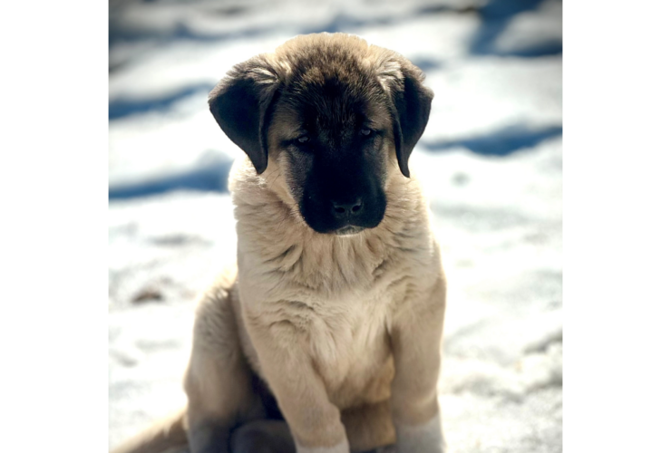 Same Day Vet Service in Clemson, SC