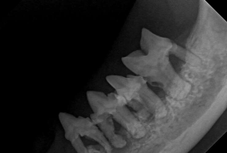 Pet Dental Care in Clemson, SC