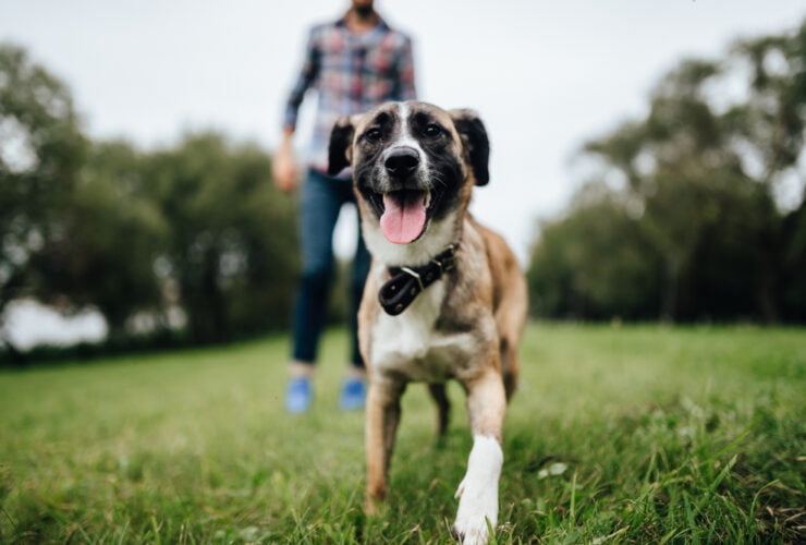 Pet Wellness Care in Clemson, SC