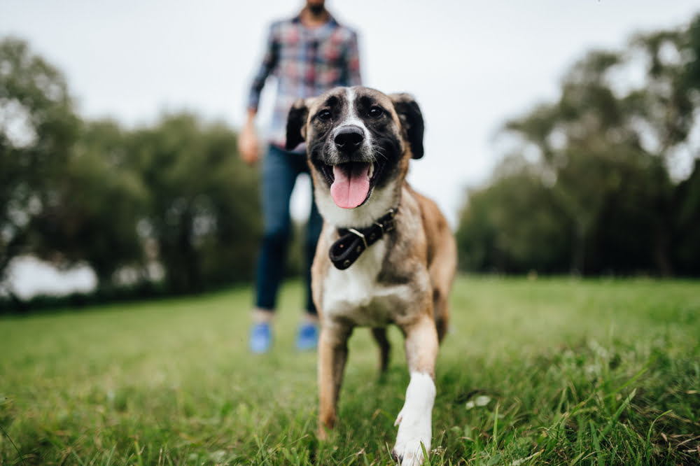 Pet Wellness Care in Clemson, SC