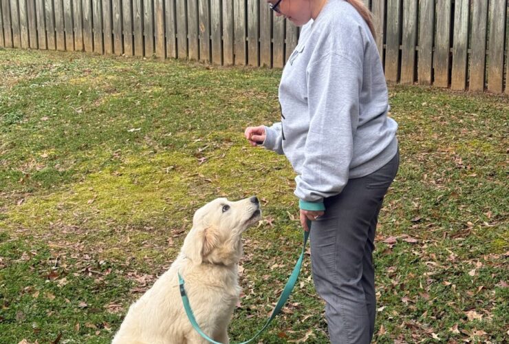 Canine Training and Behavior